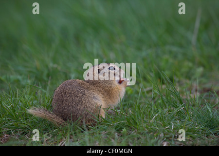 Ziesel, Spermophilus, SYN.: Citellus, scoiattolo macinato Foto Stock