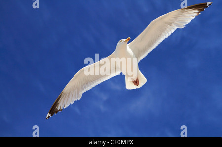 Unico gabbiano in volo planato contro un profondo cielo blu Foto Stock