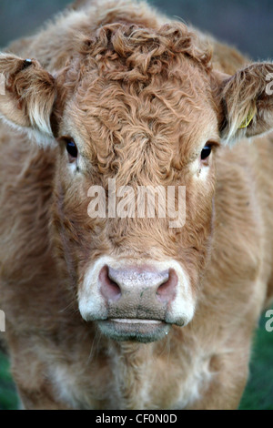 Ritratto di una mucca Foto Stock