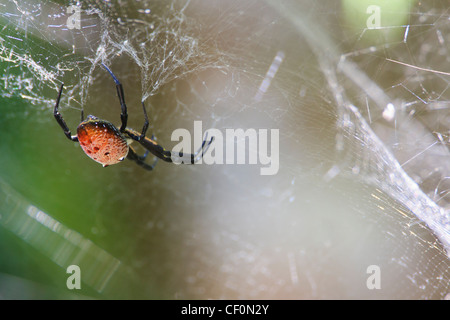 Ragno sul web. Bach Ma Parco Nazionale. Il Vietnam. Foto Stock