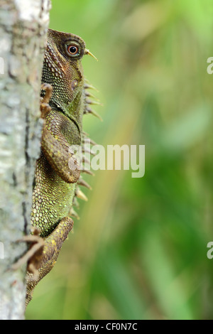 Mountain cornuto Dragon (Acanthosaura capra). Bach Ma Parco Nazionale. Il Vietnam. Foto Stock