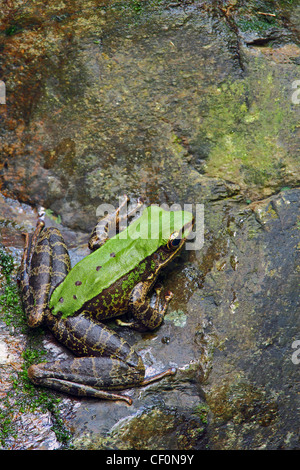 Rana Odorrana (sp) in habitat. Bach Ma Parco Nazionale. Il Vietnam. Foto Stock