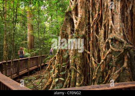 Il gigantesco albero di fico sull'altopiano di Atherton è una popolare destinazione turistica nel lontano Nord Queensland. Foto Stock