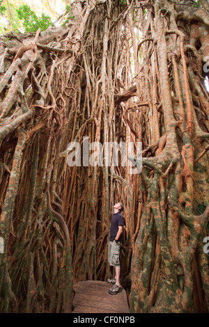 Il gigantesco albero di fico sull'altopiano di Atherton è una popolare destinazione turistica nel lontano Nord Queensland. Foto Stock