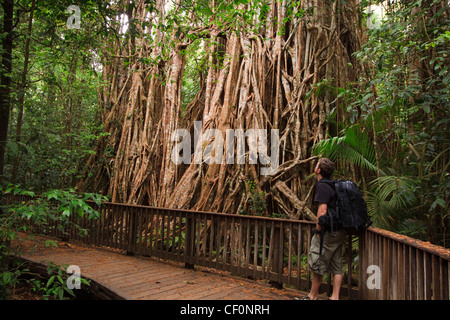 Il gigantesco albero di fico sull'altopiano di Atherton è una popolare destinazione turistica nel lontano Nord Queensland. Foto Stock