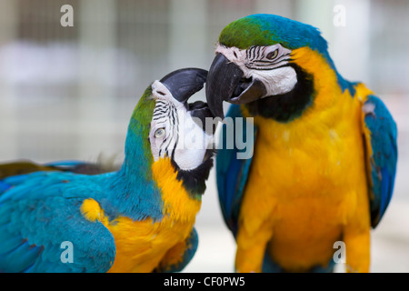 Due pappagalli macaw Foto Stock