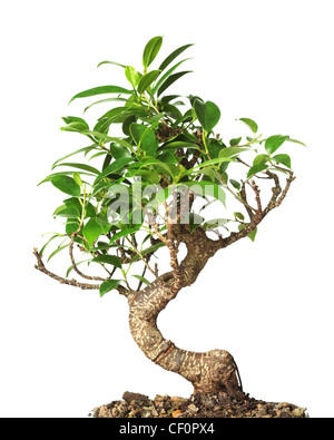 Albero di Bonsai isolato su bianco Foto Stock