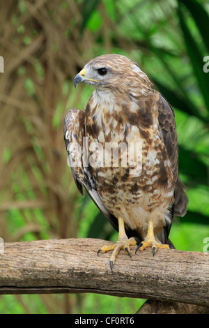 Rock gheppio ( falco rupicolus) al mondo di uccelli, Hout Bay, Città del Capo. Foto Stock