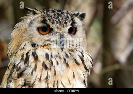 Il Bengala il gufo reale (Bubo bengalensis) chiamato anche indian il gufo reale o rock il gufo reale al mondo degli uccelli in Hout Bay nei pressi di Città del Capo. Foto Stock