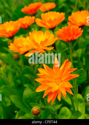 Calendula officinalis Foto Stock