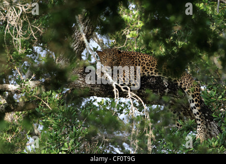 Leopard in Yala National Park, Sri Lanka Foto Stock