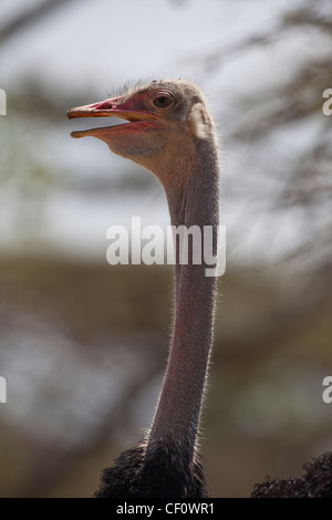 (Struzzo Struthio camelus). Testa di rotazione intorno a guardare dietro. Etiopia. Foto Stock