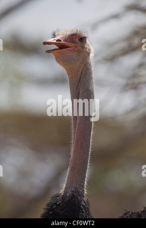 (Struzzo Struthio camelus). Testa di rotazione intorno a guardare dietro. Etiopia. Foto Stock