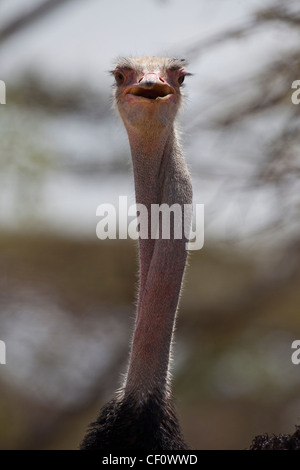 (Struzzo Struthio camelus). Testa di rotazione intorno a guardare dietro. Etiopia. Foto Stock