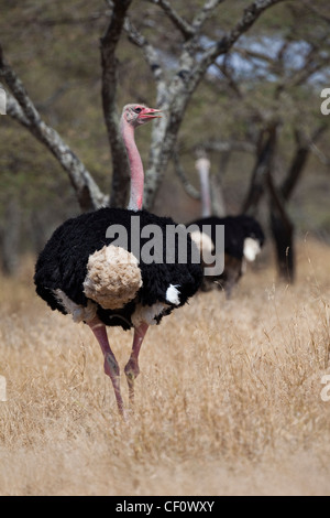 (Struzzo Struthio camelus). Testa di rotazione intorno a guardare dietro. Etiopia. Maggiori sub-specie. Foto Stock