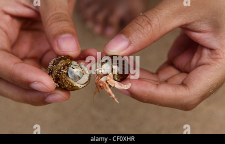 Primo piano di un eremita granchi (Pagurus bernhardus, Eupagurus bernhardus) sulla spiaggia di Unawatuna, Sri Lanka Foto Stock