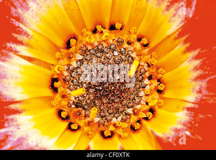 Il Portogallo, Algarve: immagine macro di un fiore blossom Foto Stock