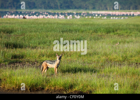 Africa, Kenya, Lake Nakuru National Park, Nero Backed Jackal scoping fuori maggiore e minore di fenicotteri Foto Stock