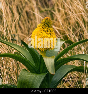 Bulbinella rossii o Ross Lily Foto Stock