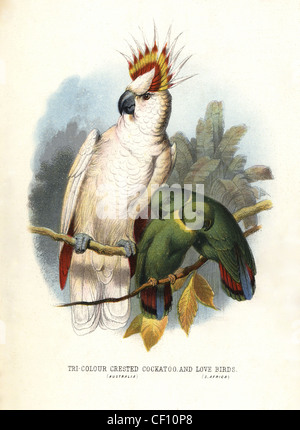 Grandi Mitchell's cacatua, Lophochroa leadbeateri, e in bianco e nero a collare, lovebird Agapornis swindernianus. Foto Stock