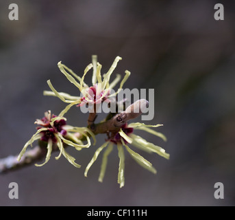 La fotografia macro dei germogli di fioritura di una strega Hazel arbusto, mostrando il fiore come piccoli, ragno giallo streamers Foto Stock