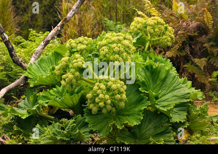 Stilbocarpa polaris Foto Stock