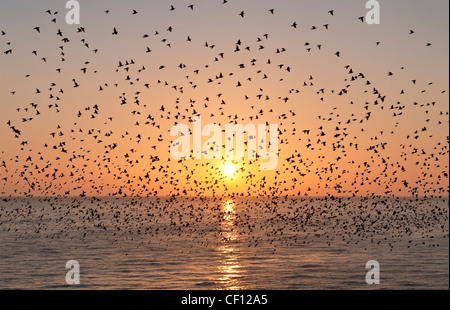 Un gregge (un mormorio) di stelle (sturnus vulgaris) visto sopra il mare contro un sole che tramonta, preso da Brighton Pier, East Sussex, UK Foto Stock