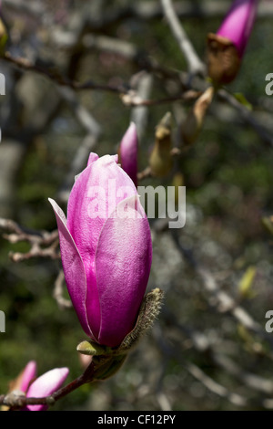 Magnolia bud in primavera, petali di rosa inizio ad arricciarsi verso l'esterno, un simbolo forte di vita e di rinnovamento. Foto Stock