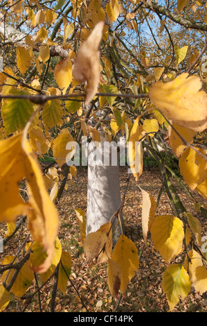 In autunno la betulla a Cambridge University Botanic Garden Foto Stock