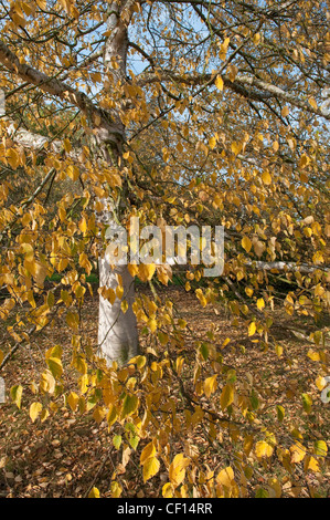 In autunno la betulla a Cambridge University Botanic Garden Foto Stock