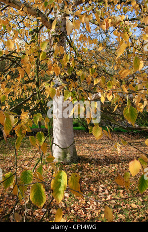 In autunno la betulla a Cambridge University Botanic Garden Foto Stock