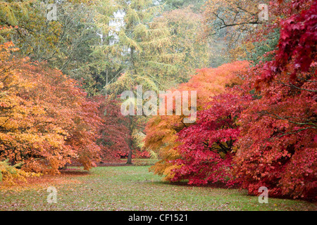 Alberi in colori autunnali presso il National Arboretum a Westonbirt Arboretum Foto Stock