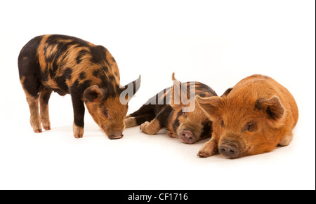 Tre micro Kune Kune suinetti su sfondo bianco Foto Stock