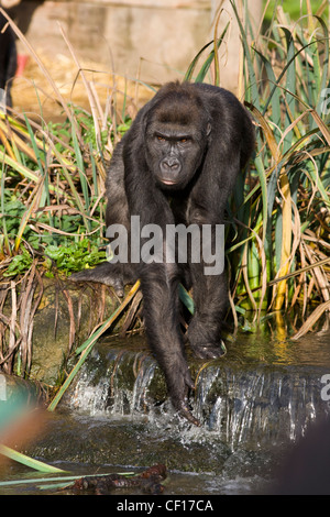 Giovani gorilla con la mano in acqua Foto Stock