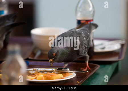 Lavaggio i piccioni viaggiatori su piastre di residui di cibo in un ristorante esterno cafe tabella Foto Stock