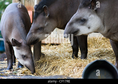 Coppia di tapiro con vitello Foto Stock