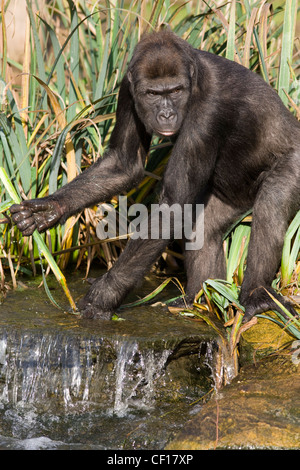 Giovani gorilla con la mano in acqua Foto Stock