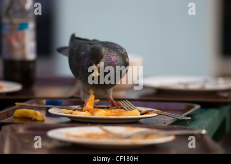 Lavaggio i piccioni viaggiatori su piastre di residui di cibo in un ristorante esterno cafe tabella Foto Stock