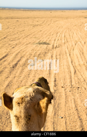 Dromedario in appoggio durante un safari nel deserto del Sahara, vicino a Marsa Alam, Egitto Foto Stock