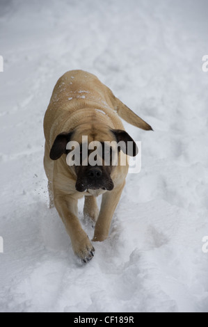 Bull Mastiff cane che corre nella neve Foto Stock