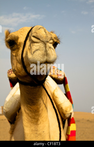 Dromedario in appoggio durante un safari nel deserto del Sahara, vicino a Marsa Alam, Egitto Foto Stock