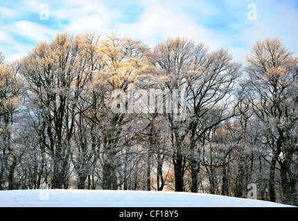 Fotografie di neve incrostati di alberi con neve sul terreno in una fredda giornata invernale Foto Stock