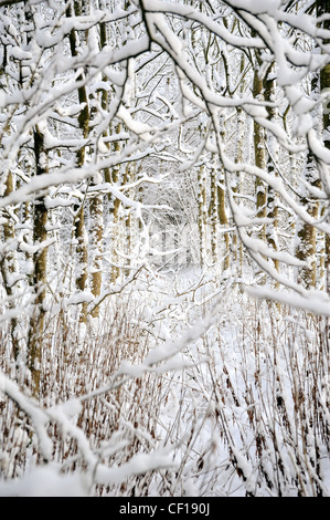 Fotografie di neve incrostati di alberi con neve sul terreno in una fredda giornata invernale Foto Stock