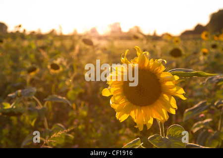 Sonnenblume, Helianthus annuus, girasole comune Foto Stock