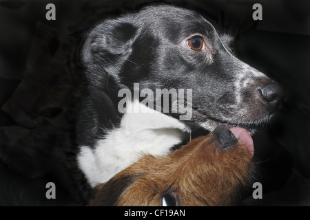Jack Russel terrier leccare la bocca di Border Collie Canis lupus familiaris Foto Stock