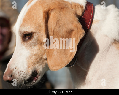 Profilo di un cane beagle harrier cucciolo - closeup ritratto in un parco, Quebec, Canada Foto Stock