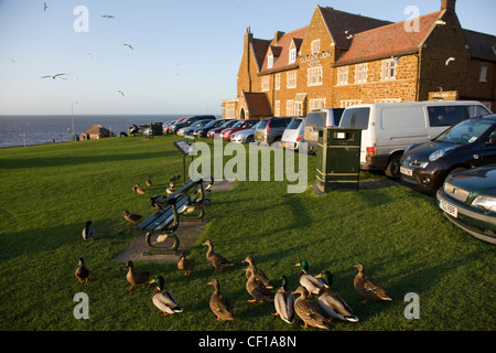 Anatre sul verde villaggio in Hunstanton, Norfolk Foto Stock