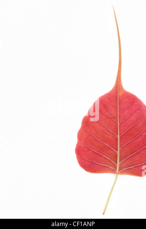 Ficus religiosa. Sacro Fig Tree leaf / Bodhi tree leaf pattern su sfondo bianco Foto Stock