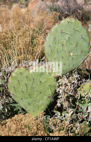 A forma di cuore ad ficodindia cactus pad Foto Stock