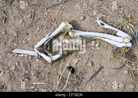 Rotto la gamba di pecora le ossa e zoccolo sul terreno nel deserto Foto Stock